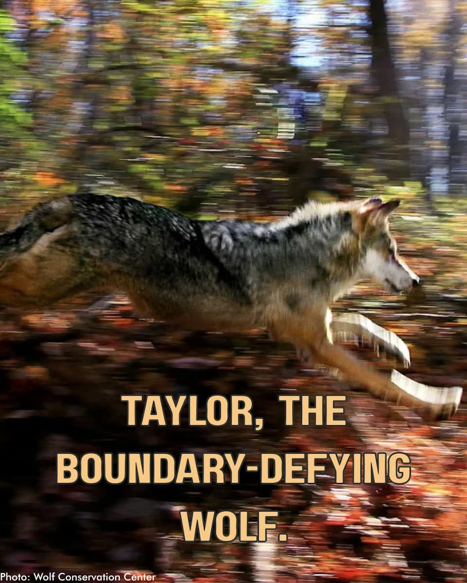 GC Wolf Recovery tweet media