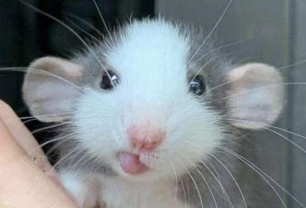 A veces solo tienes que hacerle esta cara a la gente y seguir con tu día