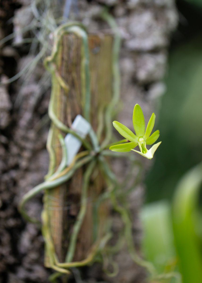 Como Zoo tweet media