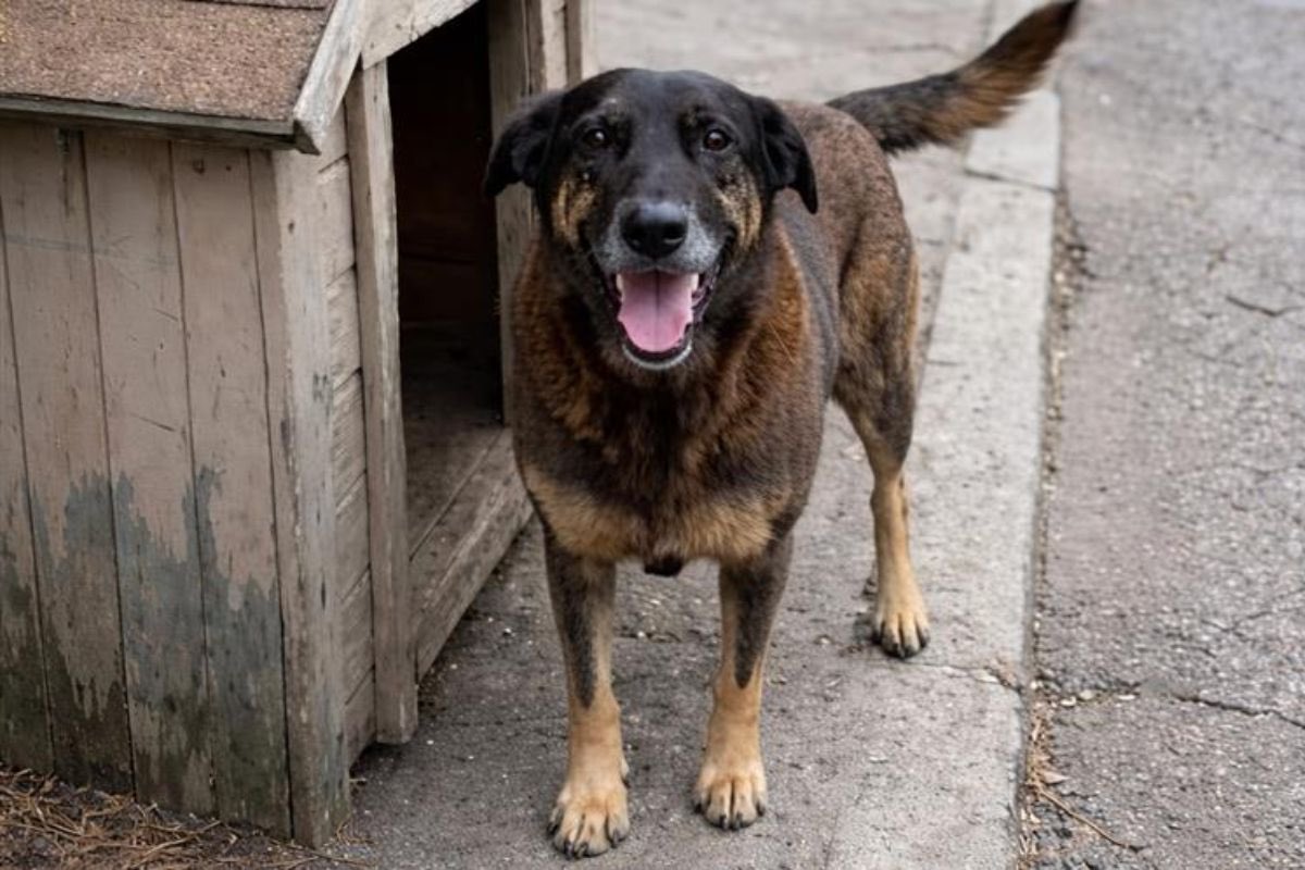 silveirarquivo's tweet image. não vamos nos calar. ja fui cão de rua, ja fui cãi comunitário. sei como é ser amado por varios mas ainda assim correr risco de agressao de alguns todos os dias. nossos cães de rua merecem vida e dignidade. por todos os animais, nao só cães, de rua do brasil #JustiçaPorOrelha