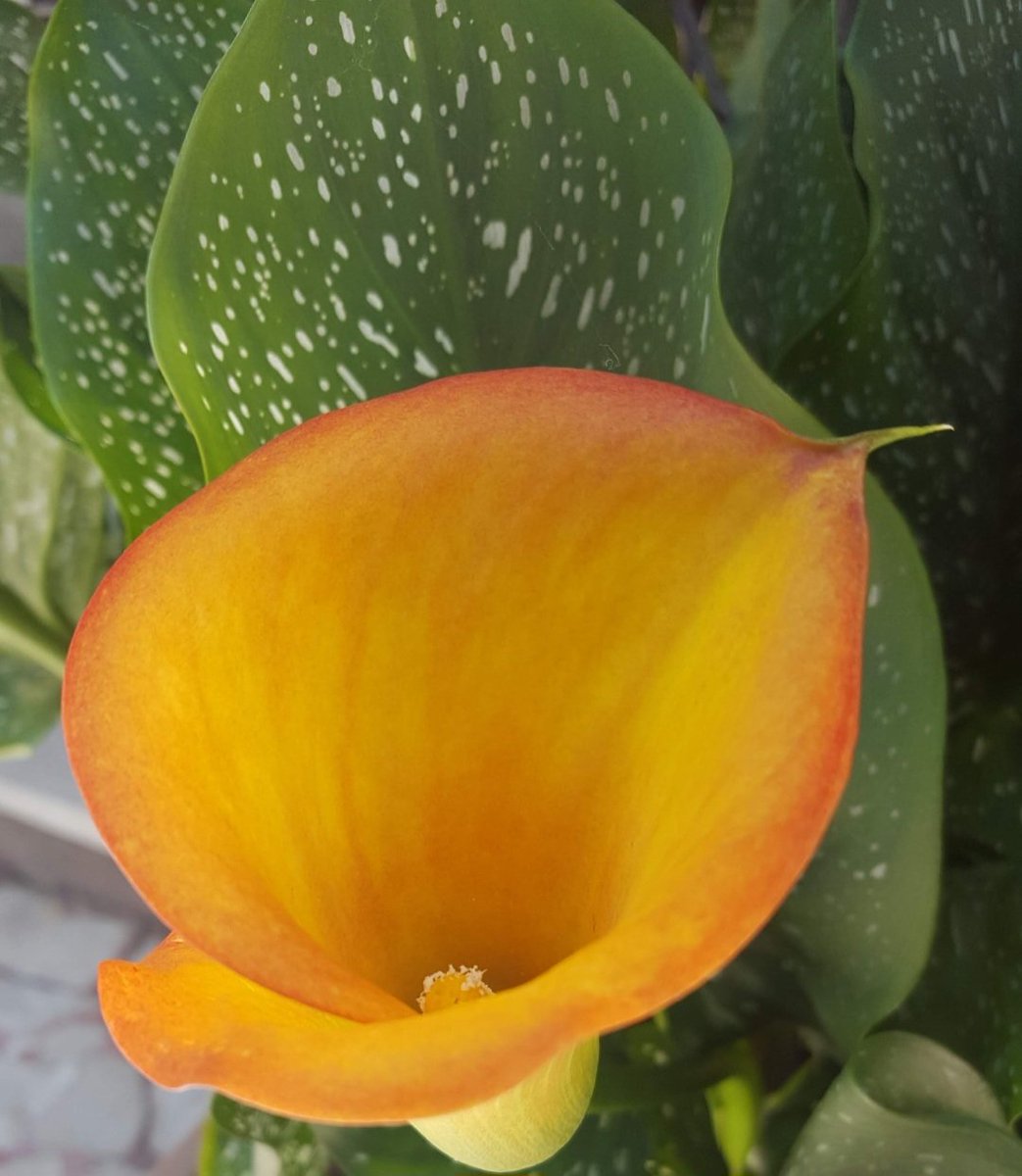 Maria Lea tweet media