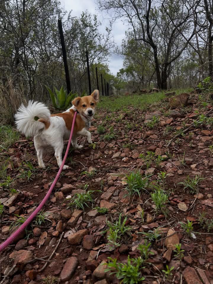 DogDenMmokolodi's tweet photo. #dog #botswana #southafrica #thedogdenmmokolodi_k9 #aag_bw https://t.co/RTJ9FQxPLo