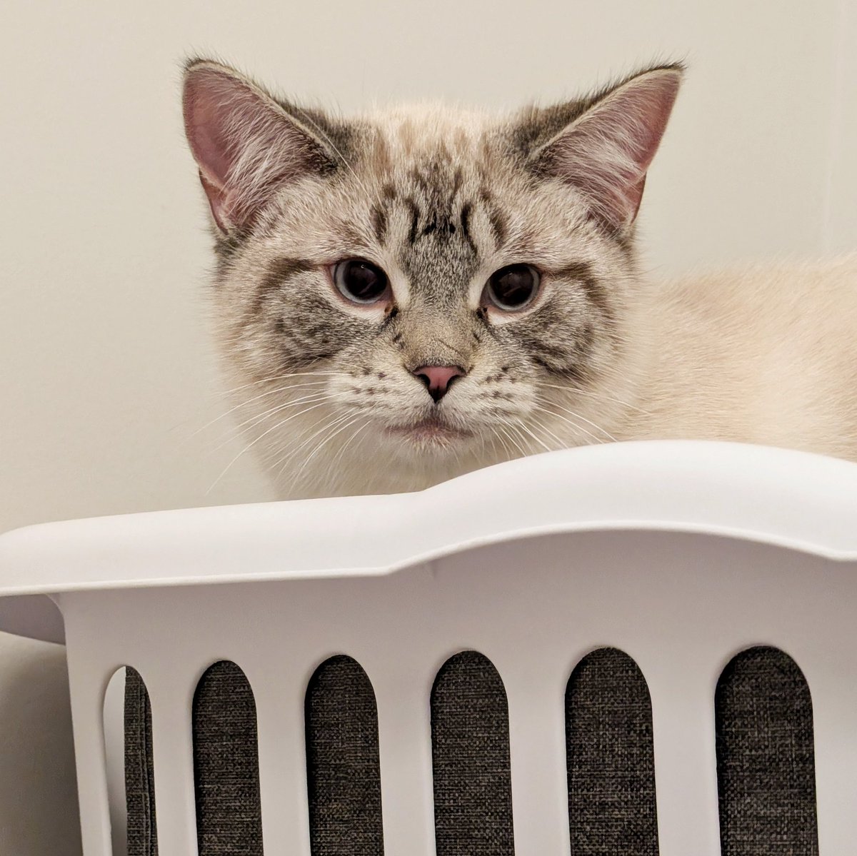 Meet our new boy, Draco!