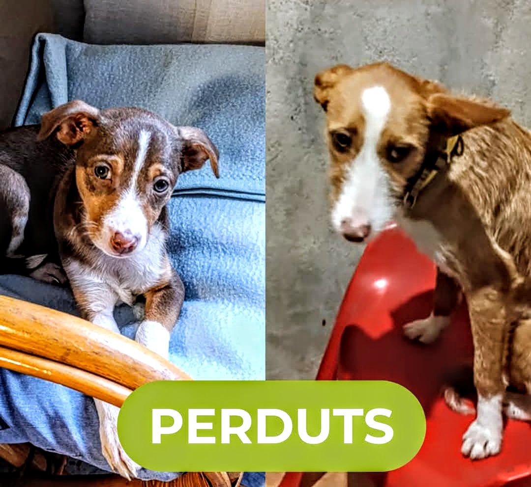areagossosbdn's tweet photo. 🆘🆘¡¡ATENCIÓN!!🆘🆘
Se han perdido estos dos perritos en #Gurb #Barcelona, en los alrededores de la protectora.
Son de tamaño pequeño/mediano y siempre van juntos.
Si los veis poneros en contacto:
📞 600 764 524.
Máxima difusión.
📣📣📣
#XarxaBarcelonaPerduts
#FemXarxa https://t.co/GbG7d49k6n