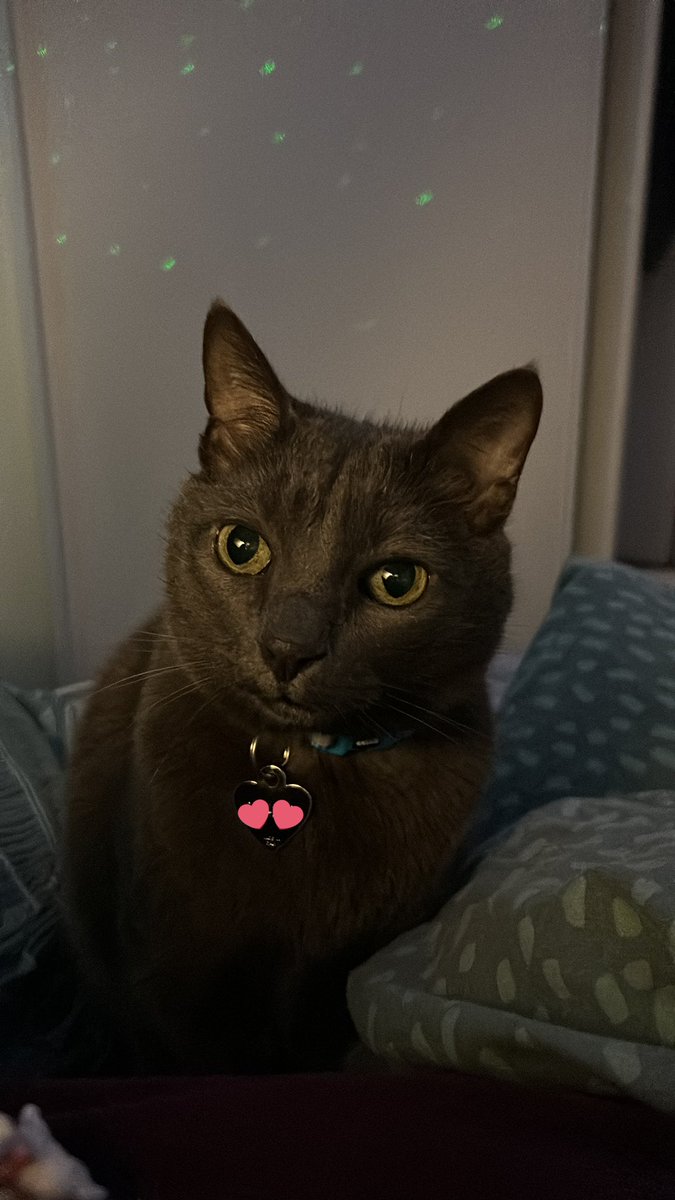 sagemeufpo's tweet photo. Tous les soirs, quand je dis « on va se coucher » mon chat court vers le lit et saute à sa place et se couche (sur son oreiller) , tête sur mon bras, prêt à regarder le film du soir
On a des habitudes de vieux en fait https://t.co/bDzqJPr57n