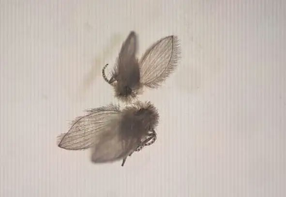 Instituto Milenio BASE tweet media