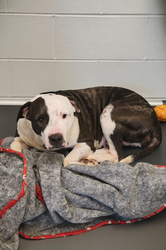 BestinDogs's tweet image. BELLA…RETURNED FOR LOVING TOO MUCH.
Yes, you read that right.
This gentle, 5-year-old pitbull mix was brought back to the shelter because she wanted to snuggle too close to her person at night. Her only “crime”? Wanting to feel safe beside the human she loved most.
It wasn’t…