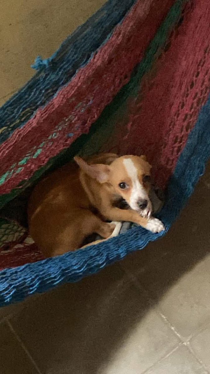 SERVICIO SOCIAL✅️
#SEBUSCA 📣

OFREZCO $50 doy recompensa
Hola, necesito de su ayuda, el es Darius mi perrito, se perdió el día de ayer tipo 9:30 a 10 de la noche por los santos 2 por el CAM en SOYAPANGO, es chihuahua,

Color café claro y responde al nombre de Darius, si