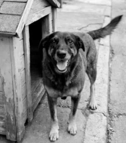 lazarorosa25's tweet image. A Primeira-Dama Janja Lula da Silva se pronunciou publicamente pedindo justiça por Orelha 👇🏾

“Eu nunca entendi o que se passa na cabeça e no coração de quem tem coragem de maltratar outro ser vivo. Principalmente um ser indefeso, como um cachorro. Acho que por isso o caso do…