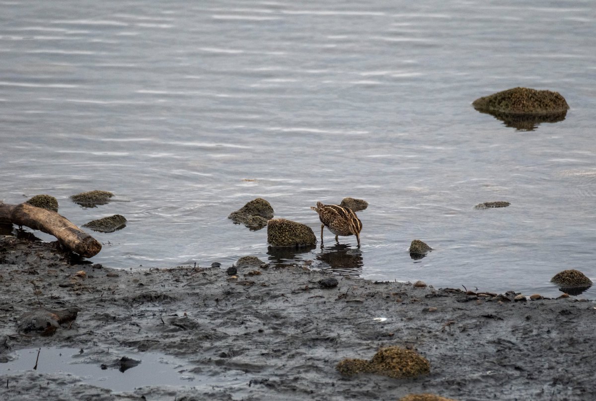 Suçulluğunu beslendiği yer İznik bazilikasının yanı, Papayı da görmüştür bu arkedeş🤓
#hangitür