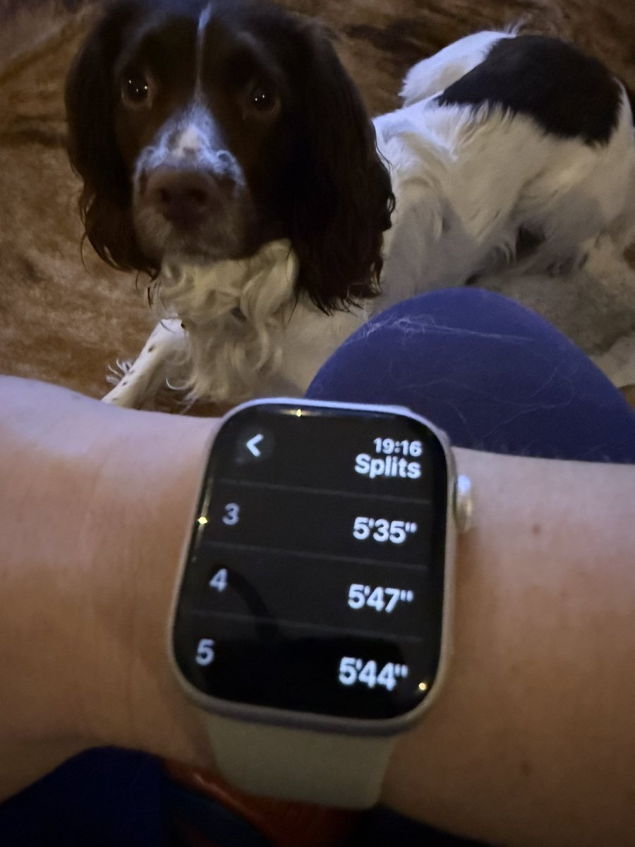 cj_pompey's tweet photo. Had a running buddy tonight for the first time in a long time! He helped me knock  2 mins off of my last run, although Mav clearly missed the memo about pacing myself at 6min KMs! That was a quick 3rd km 😂🥵🐶 #hilseashoreline #springerspaniel #sledgedog #pulledmearound https://t.co/rucrkNZgvf