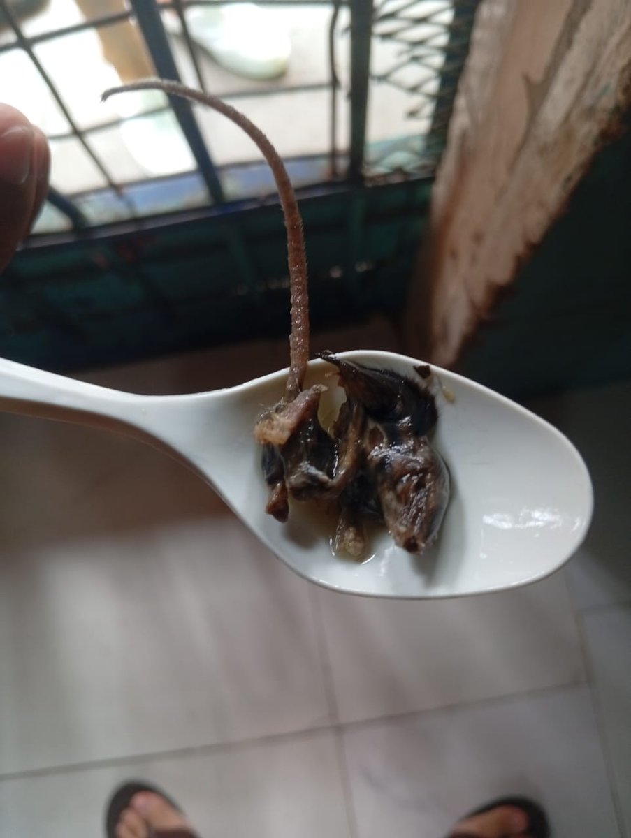 Disculpen por ser tan explícita con esta imagen, pero, ¿de qué va a ser referente regional el sistema carcelario —según aseguró el gobierno—?

Esta es la comida que se sirve en la cárcel regional de Guayaquil: sopa con ratón. En la Penitenciaría del Litoral, prisión aledaña, los