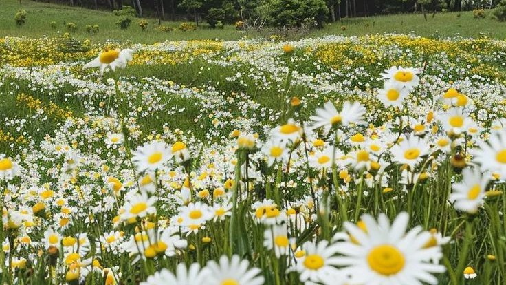 aragaoasael's tweet image. ✧♬•*¨*•.｡ 𝑃or que a grama do 𝓿𝓲𝔃𝓲𝓷𝓱𝓸 é sempre mais ᴠᴇʀᴅᴇ?

— Uma thread pro #loatwt #ldstwt