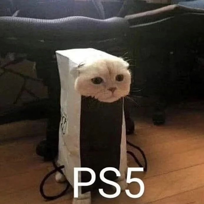 Punch Cat tweet media