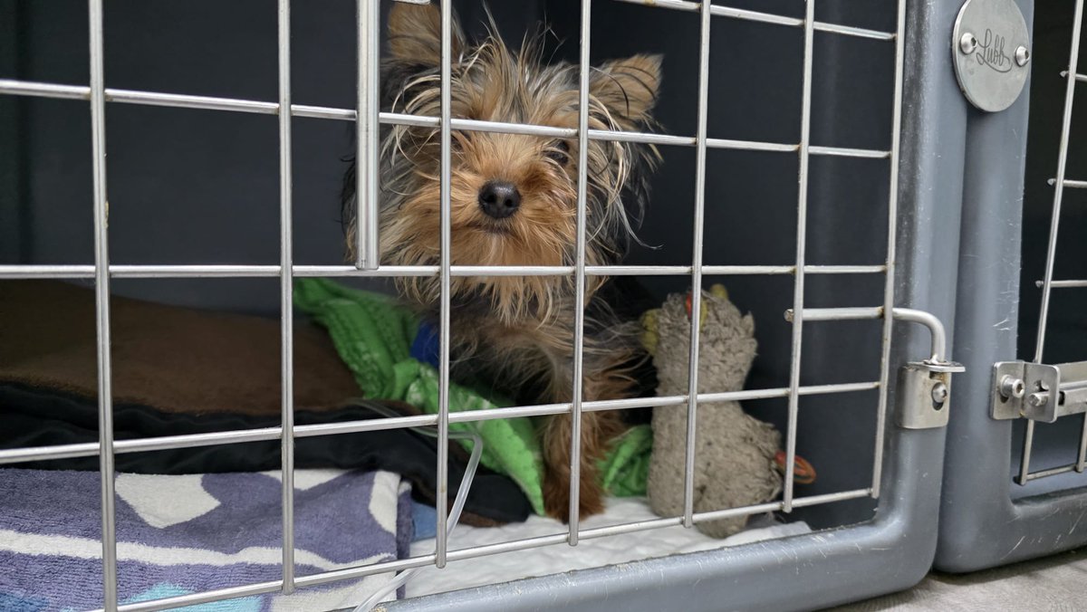 Mi chiquitín precioso, vacunado de todo, hasta de leishmania, con su pienso royal canin, su sofá..... y tiene parvo. Solo confió en que lo he pillado a tiempo, está vacunado y ya tiene 6 meses, y el pronostico es mejor en esos casos. Me da mucho miedo que se muera. Te quiero Pi.