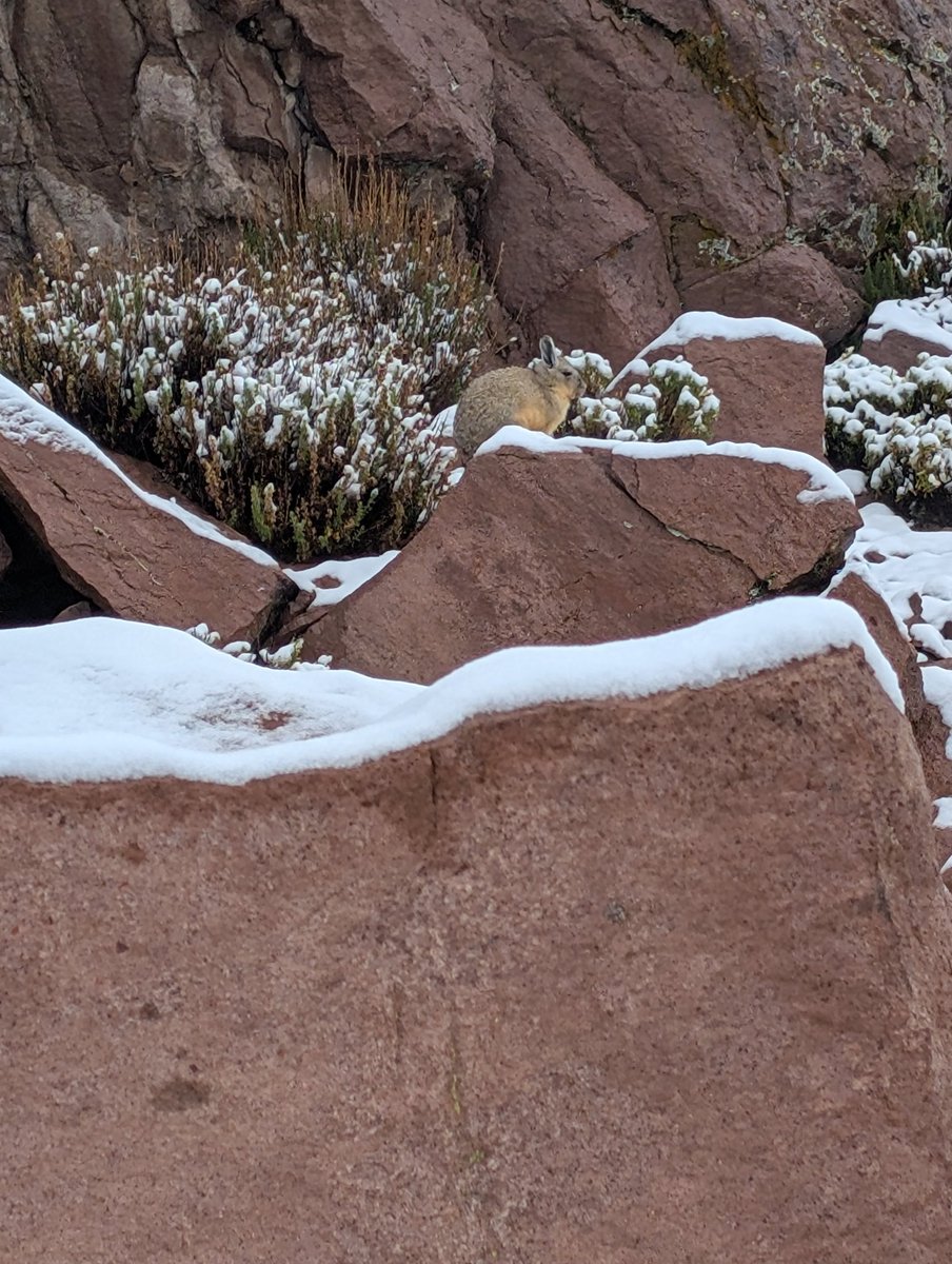 El veranito de Vilama a 4500 msnm 😍