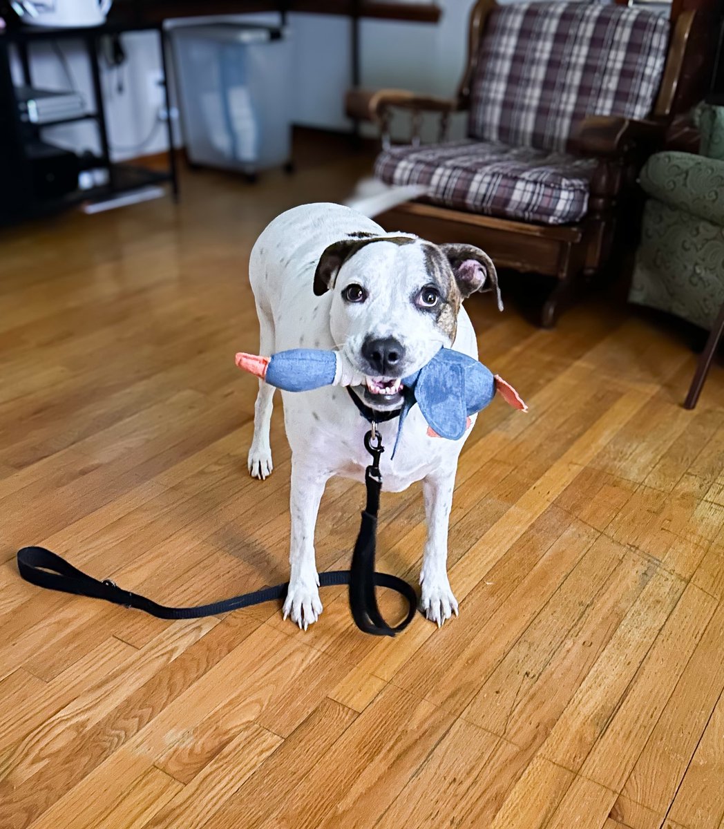 okhumane's tweet image. Adopt Maya! 🐾
Maya is 3 y/o &amp;amp; 80 lb. She’s wiggly, sweet, and loves belly rubs! Maya prefers to be the only pet and needs a home without young kids. Ready to let this lovable wiggle bug steal your heart? 
✨
Email adoptions@okhumane.org if interested in adopting.