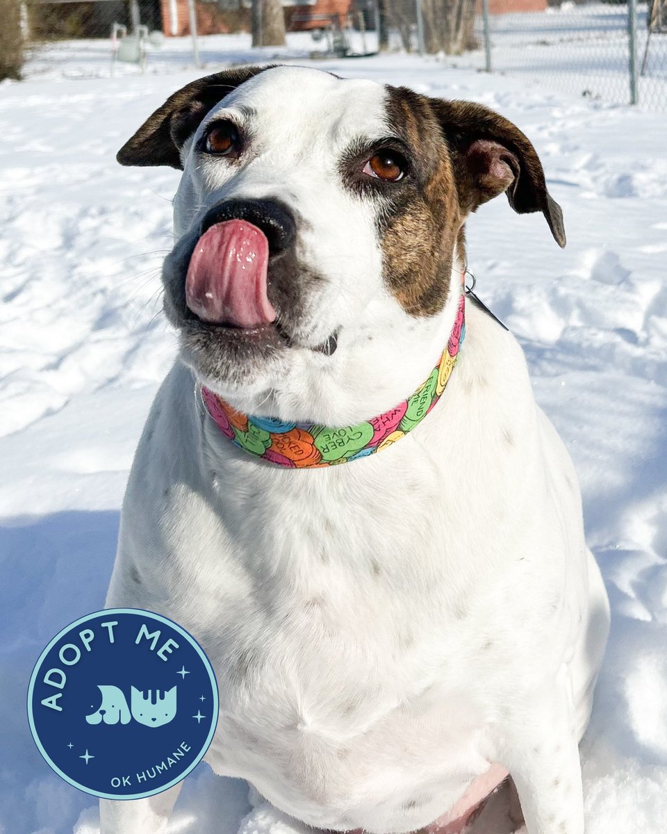 okhumane's tweet image. Adopt Maya! 🐾
Maya is 3 y/o &amp;amp; 80 lb. She’s wiggly, sweet, and loves belly rubs! Maya prefers to be the only pet and needs a home without young kids. Ready to let this lovable wiggle bug steal your heart? 
✨
Email adoptions@okhumane.org if interested in adopting.