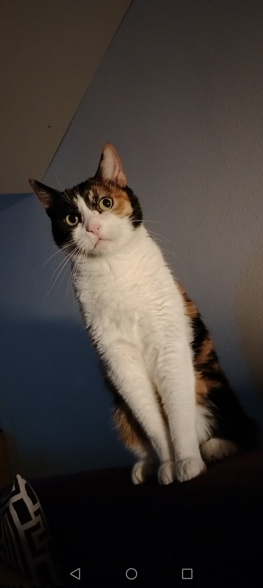 Dositej ili Sveti Sava? U 21. veku?