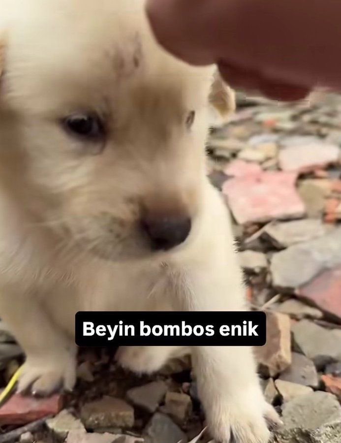 sabah kalkıp hiç çalışmadığım dersin bütüne gideceğim..