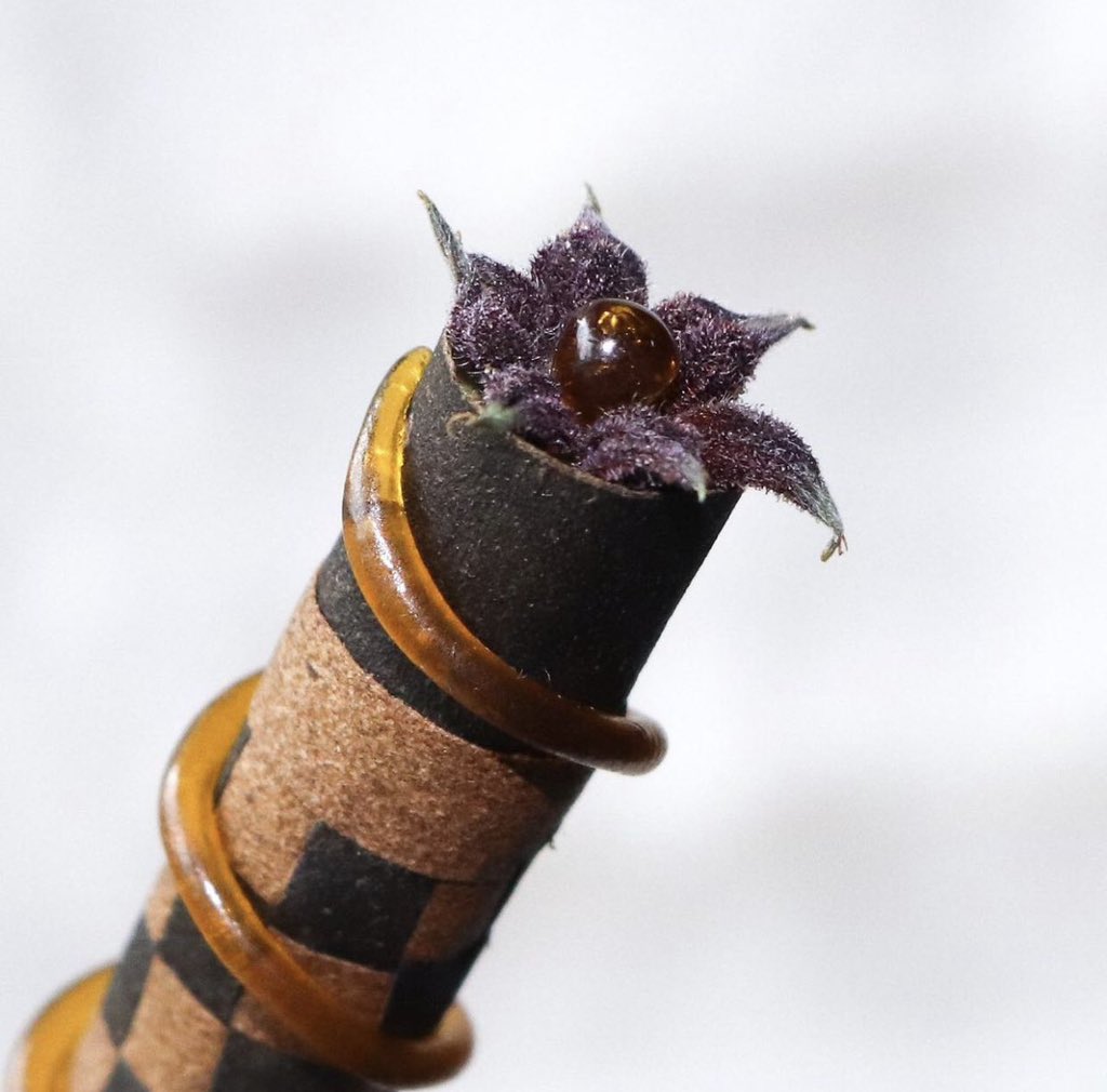 canabisbrasil's tweet image. Um dos beck’s mais lindo que ja vi 😍🔥