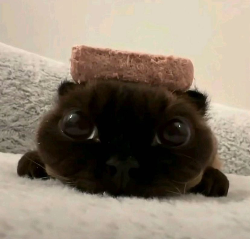 Herbert Neto tweet media