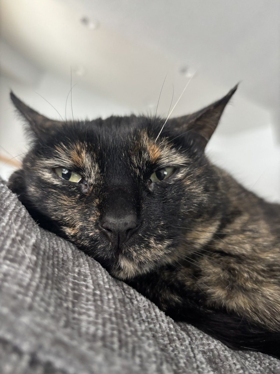 Little cat tweet media