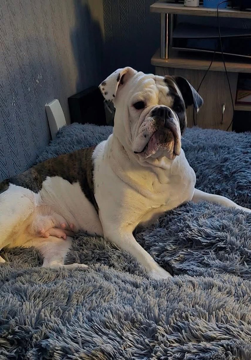 H2RScotland's tweet image. Glasgow area - We’re desperately looking for a home for Cookie as her owners are being evicted on Monday, she may end up in kennels. 
Can you please help us to find her a home by sharing her appeal?

All of the details and how to get in touch are below.

Cookie is a 3.5 year old…