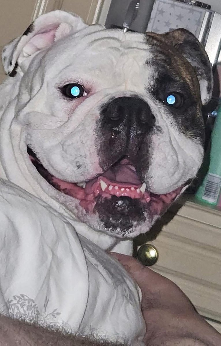 H2RScotland's tweet image. Glasgow area - We’re desperately looking for a home for Cookie as her owners are being evicted on Monday, she may end up in kennels. 
Can you please help us to find her a home by sharing her appeal?

All of the details and how to get in touch are below.

Cookie is a 3.5 year old…