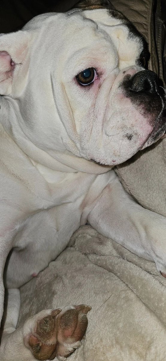 H2RScotland's tweet image. Glasgow area - We’re desperately looking for a home for Cookie as her owners are being evicted on Monday, she may end up in kennels. 
Can you please help us to find her a home by sharing her appeal?

All of the details and how to get in touch are below.

Cookie is a 3.5 year old…