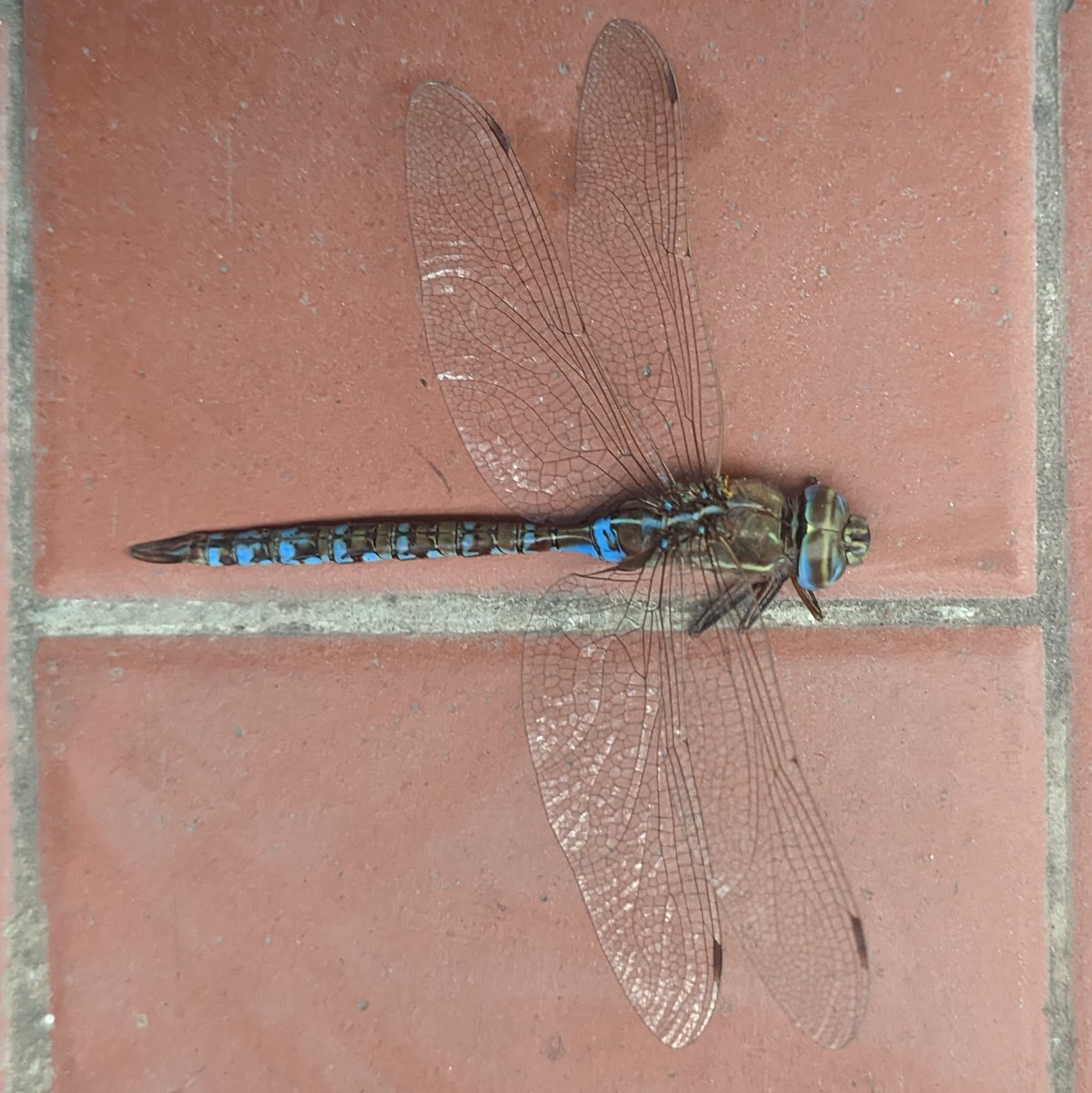 q bicho magnífico una pena q hayas muerto en mi balcón