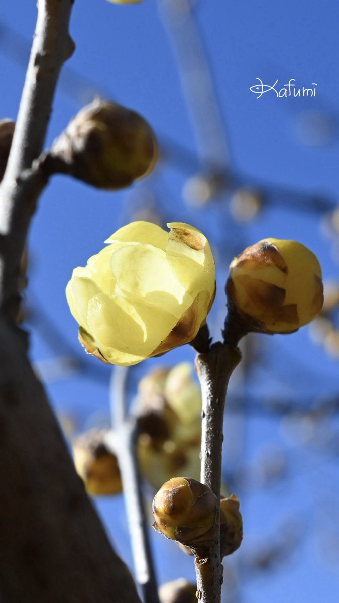 花日記 Community on X - 313 Members