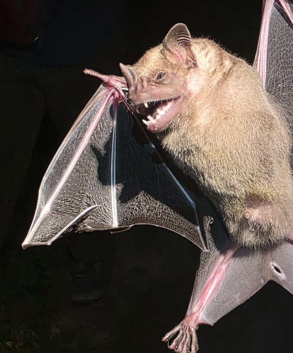 RoostersWorldja tweet media