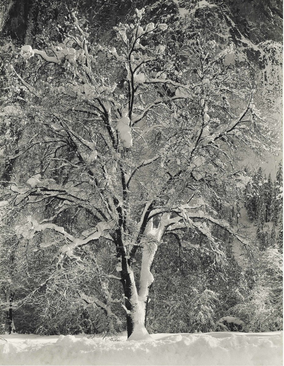 Patbrdh's tweet image. Ansel Adams, Oak Tree in Winter, Yosemite 1948
