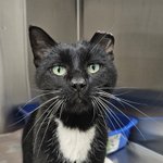Photo by BC SPCA / BCSPCA (@BC_SPCA)