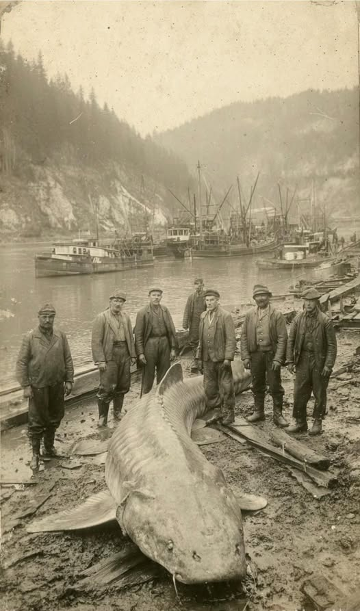 Lu792cia's tweet photo. This is a giant sturgeon, over 18 feet long and weighing 1,000 pounds. Do you know why it's so rare to see such a huge fish these days? https://t.co/CyA5adpRfl