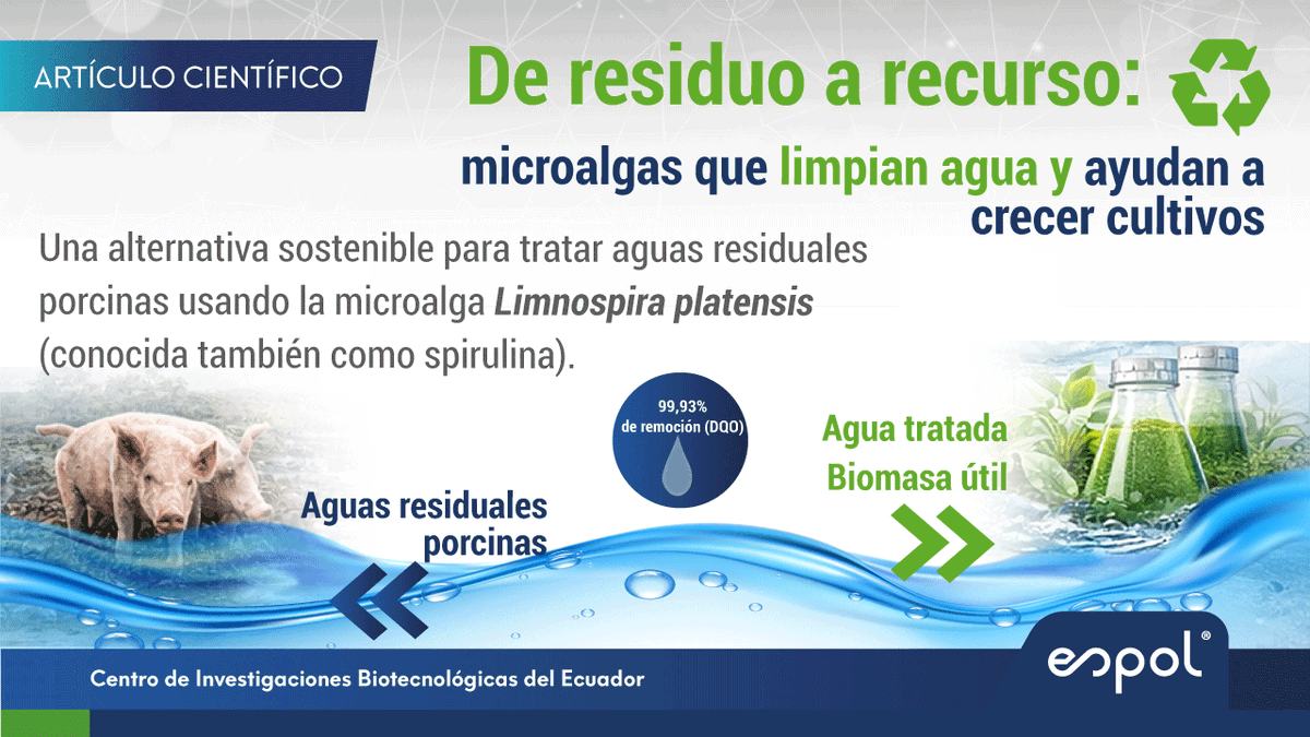 cibe_espol's tweet photo. 🌱💧 En CIBE-ESPOL usamos Limnospira platensis para tratar aguas residuales porcinas: removió hasta 99,93% DQO y 100% NH₄+ y coliformes, y la biomasa resultante funcionó como bioestimulante en pepino 🥒♻️ #EconomíaCircular #Microalgas #CIBEESPOL https://t.co/DVruZRJK1u