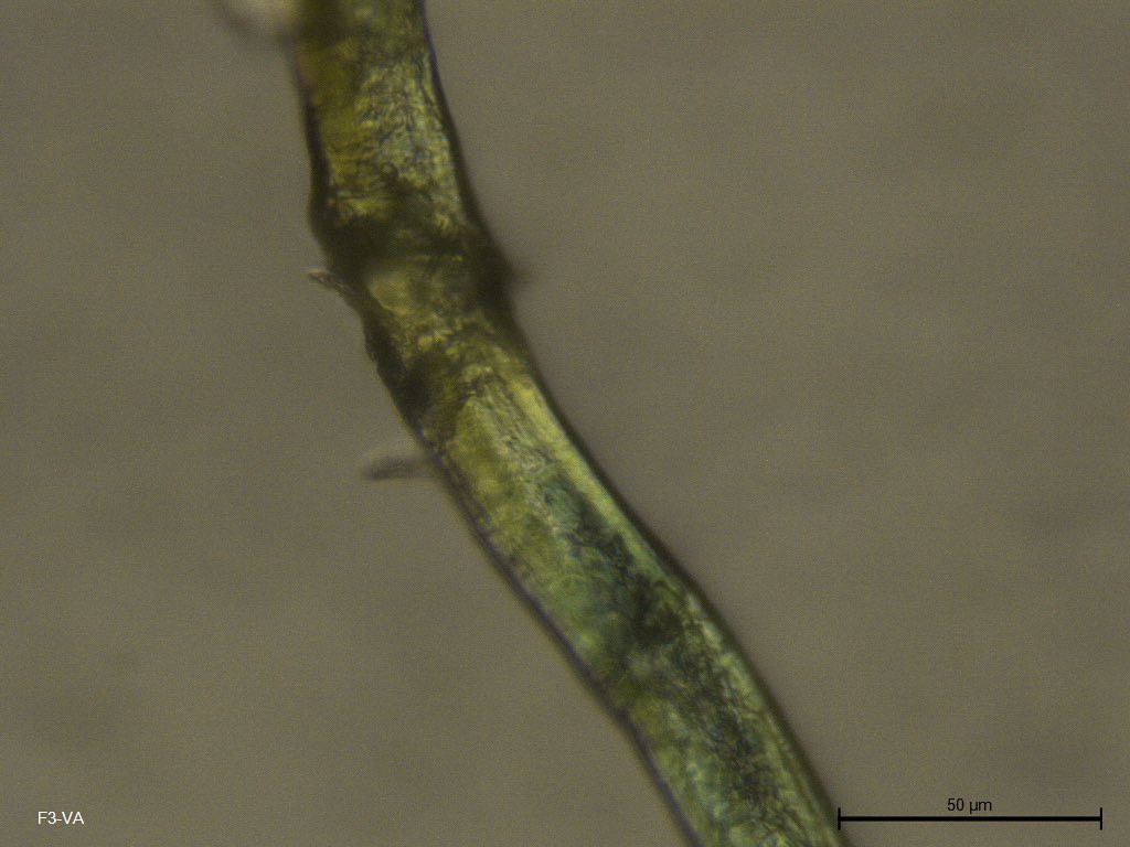 violeta salmerón ✧ tweet media