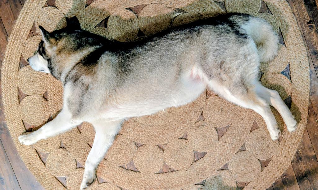 Středočeská Sešívka🇨🇿🇺🇦🇮🇱 tweet media