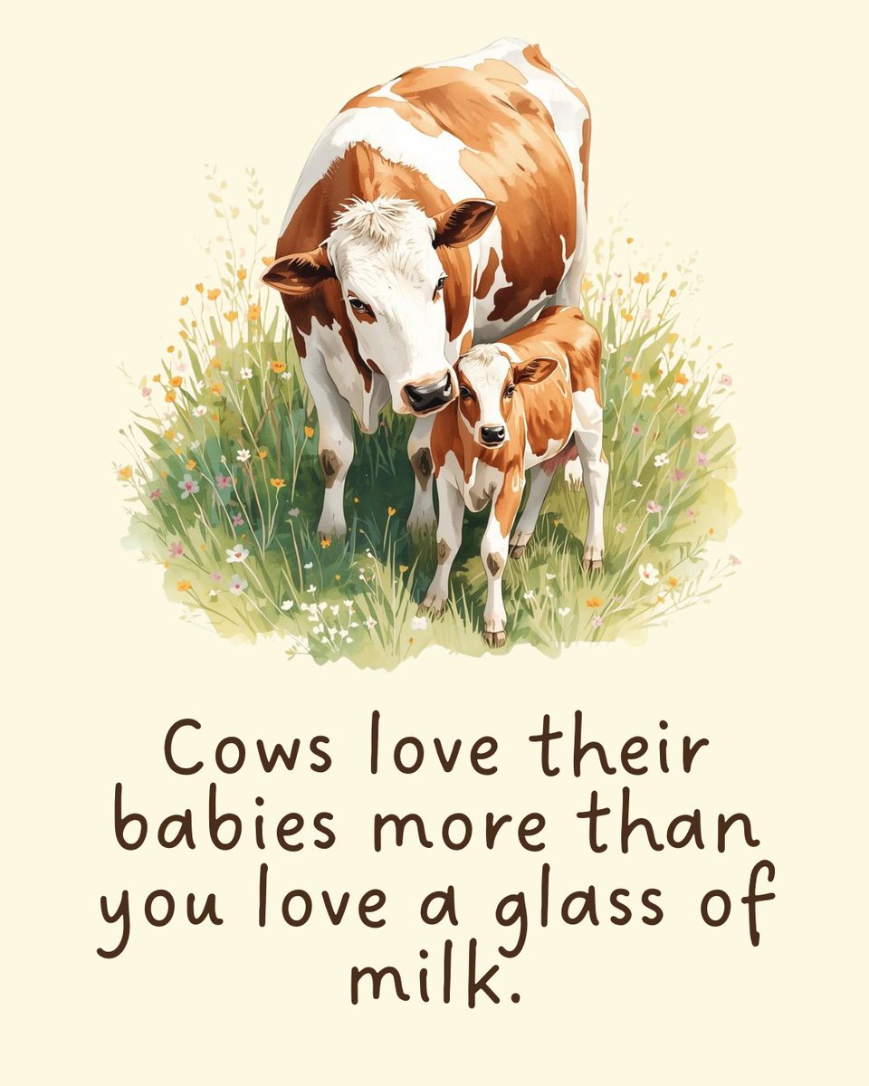 teamveganfta's tweet image. Cows produce milk for their babies, not for humans. To profit from it, farmers separate mothers from their calves - sometimes just hours after birth. 🐮

Is it really worth the price they have to pay? 🥛💔

#milk #cheese #dairy #ditchdairy #dairyisscary
