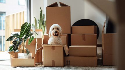 MoveBuddha tweet media