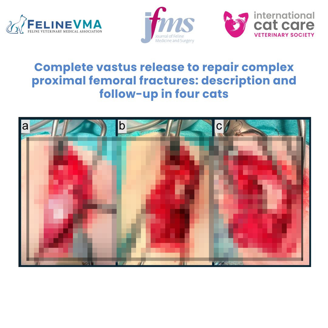 Feline Veterinary Medical Association tweet media