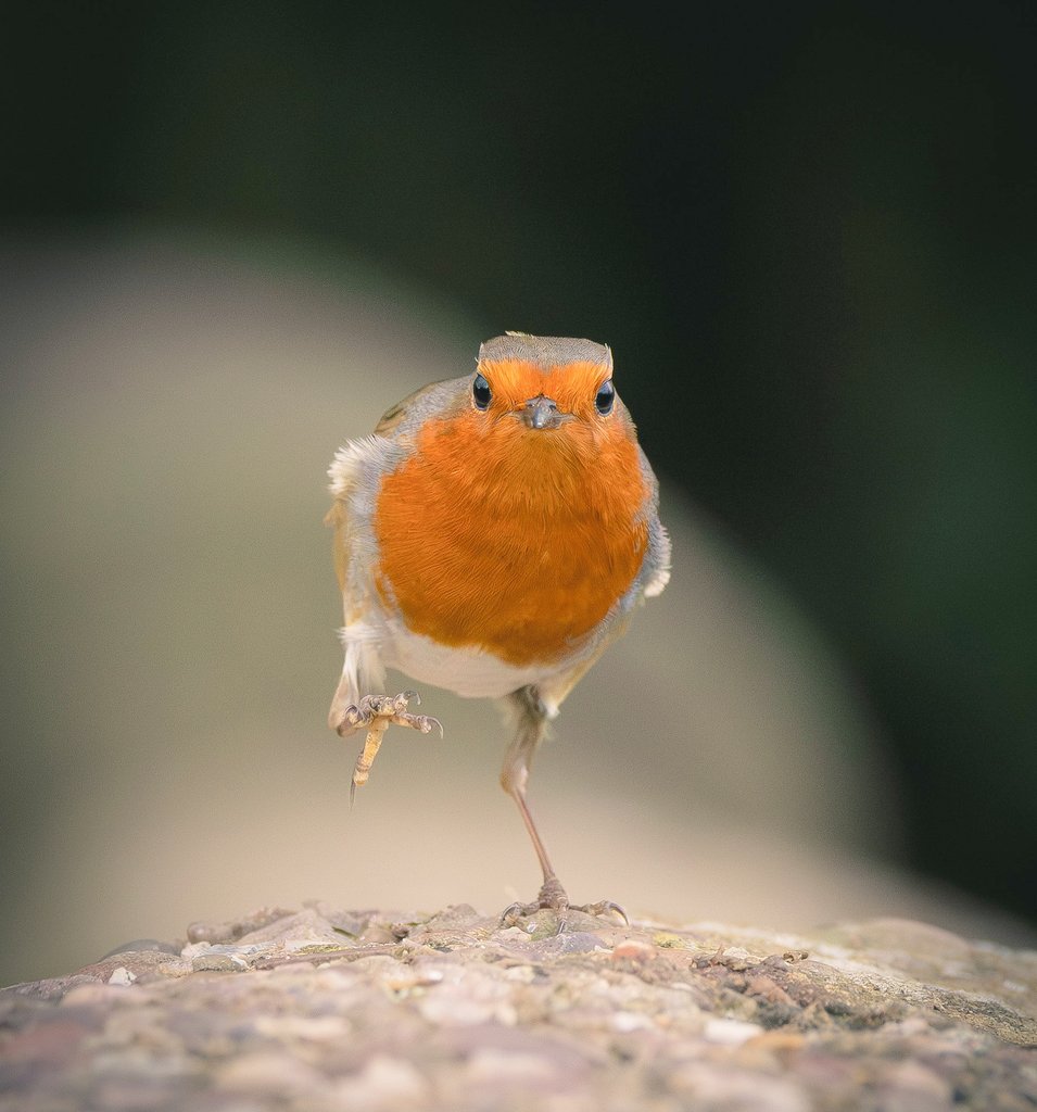 natepix1's tweet image. 🎶You put your right leg in, your right leg out 
In, out, in, out, you shake it all about 
You do the Hokey Cokey and you turn around 
That's what it's all about.🎶
Robin offering some entertainment🐦