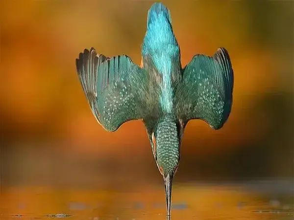 Nature is Amazing ☘️ tweet media