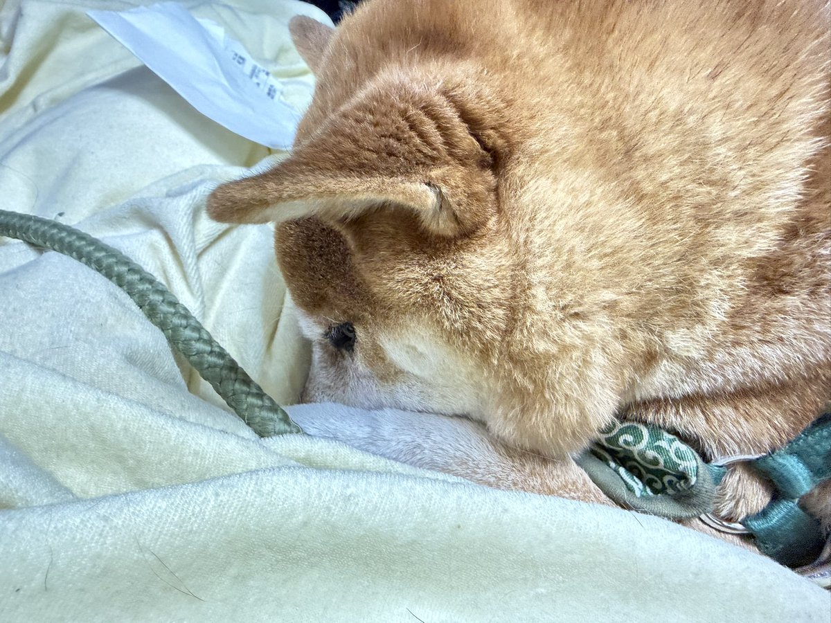 Chicken2Search's tweet image. おはようございます
#柴犬