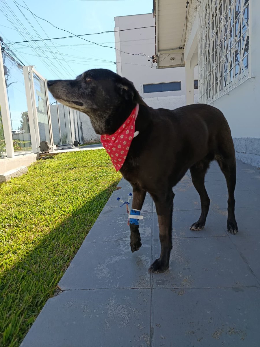 A Pretinha, amiguinha do Orelha com o acesso do sorinho 🥰🥰😢😢🐕🐕🐕🐕🐕