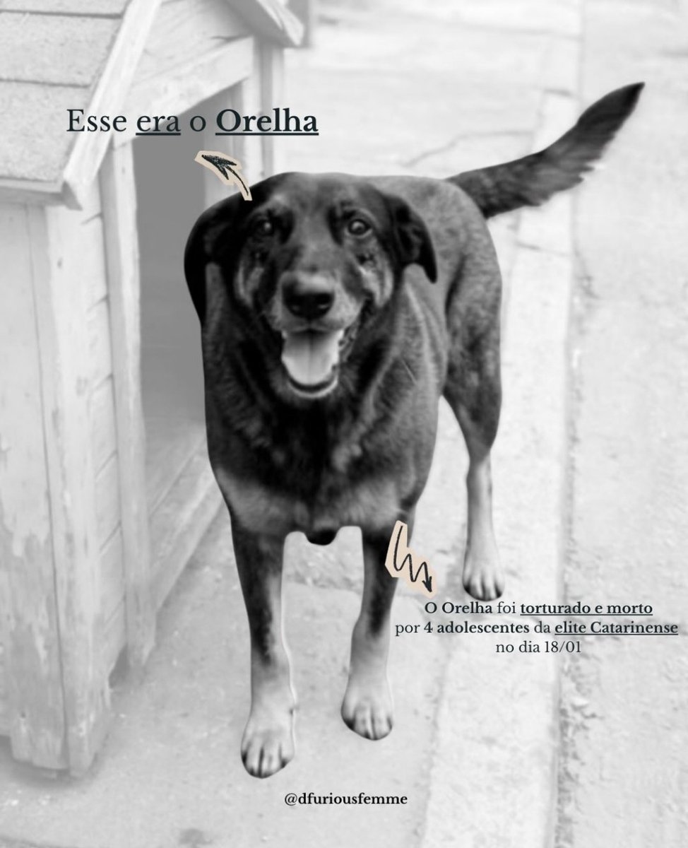 heroipercy's tweet image. simplesmente crueldade.

o orelhinha, totalmente indefeso, foi torturado e morto por quatro adolescentes ricos e nojentos que acham que vão passar impune por essa situação, mas eles NÃO vão. Isso não pode ser esquecido, jamais.

Queremos justiça pelo orelha!!!!!!!
