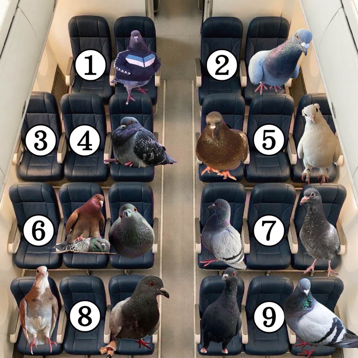buttonneyes's tweet image. you’re on a 12 hour flight. which seat would you choose and why?
