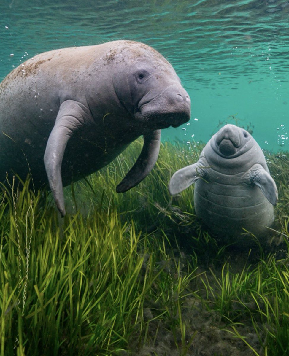 cavempty_'s tweet image. sea chuds