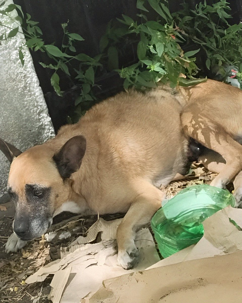 Un perro que ha vivido siempre con una familia y es abandonado, difícilmente tiene la posibilidad de sobrevivir por sus propios medios.